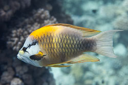 BD-150223-Sharm-6394-Epibulus-insidiator-(Pallas.-1770)-[Sling-jaw-wrasse.-Slängkäft].jpg